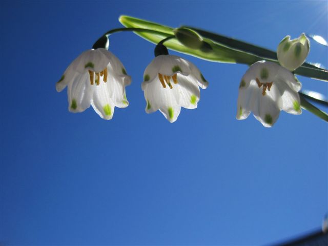 Crocus photo by Amanda Horne